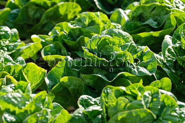 475078 - Cos lettuce (Lactuca sativa var. longifolia 'Khan')