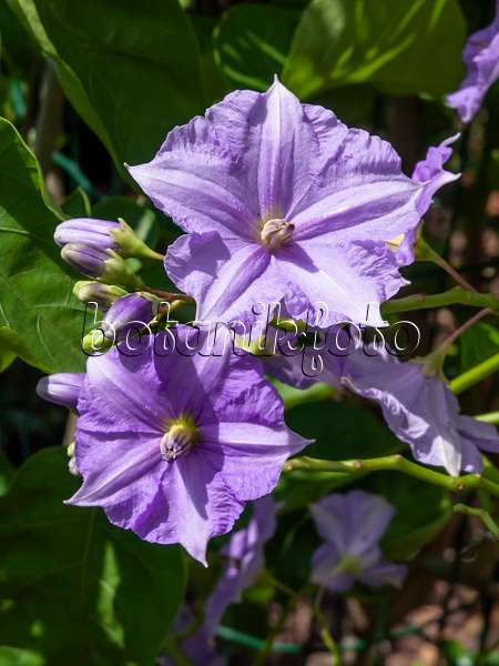427106 - Costa Rican nightshade (Solanum wendlandii)