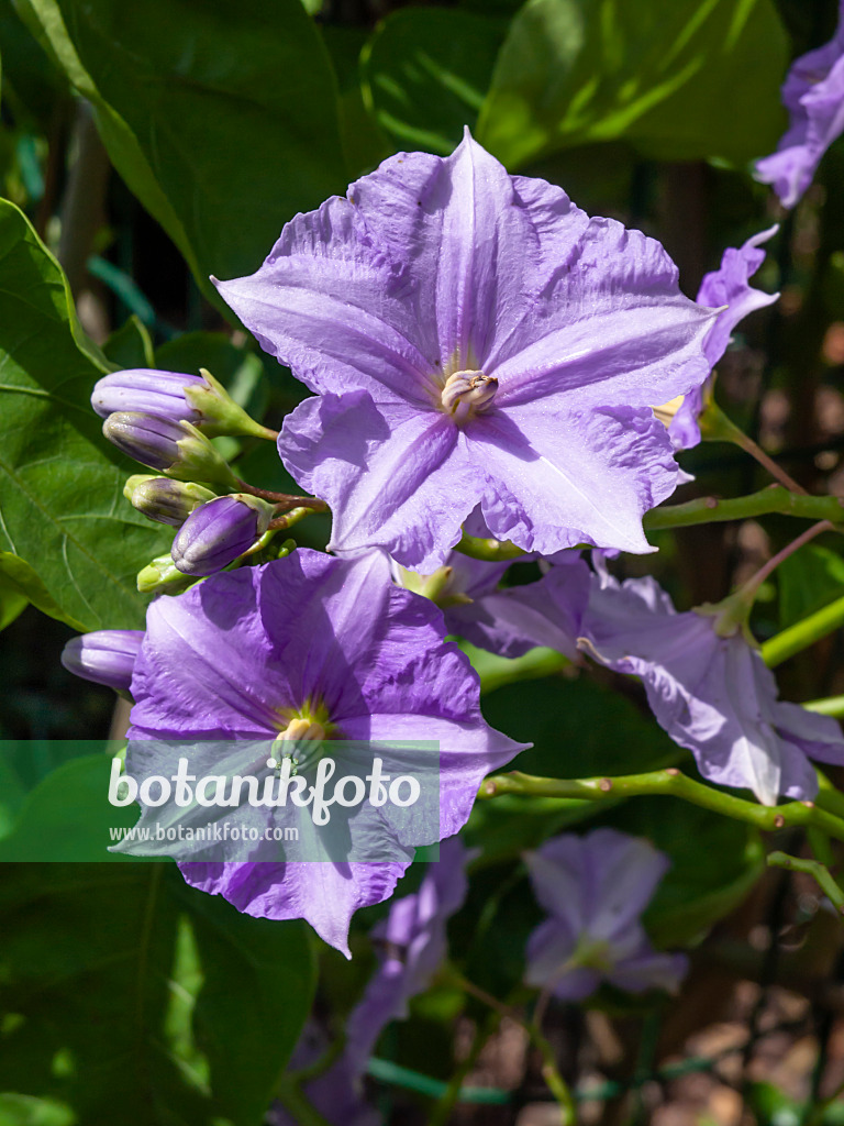 427106 - Costa Rican nightshade (Solanum wendlandii)