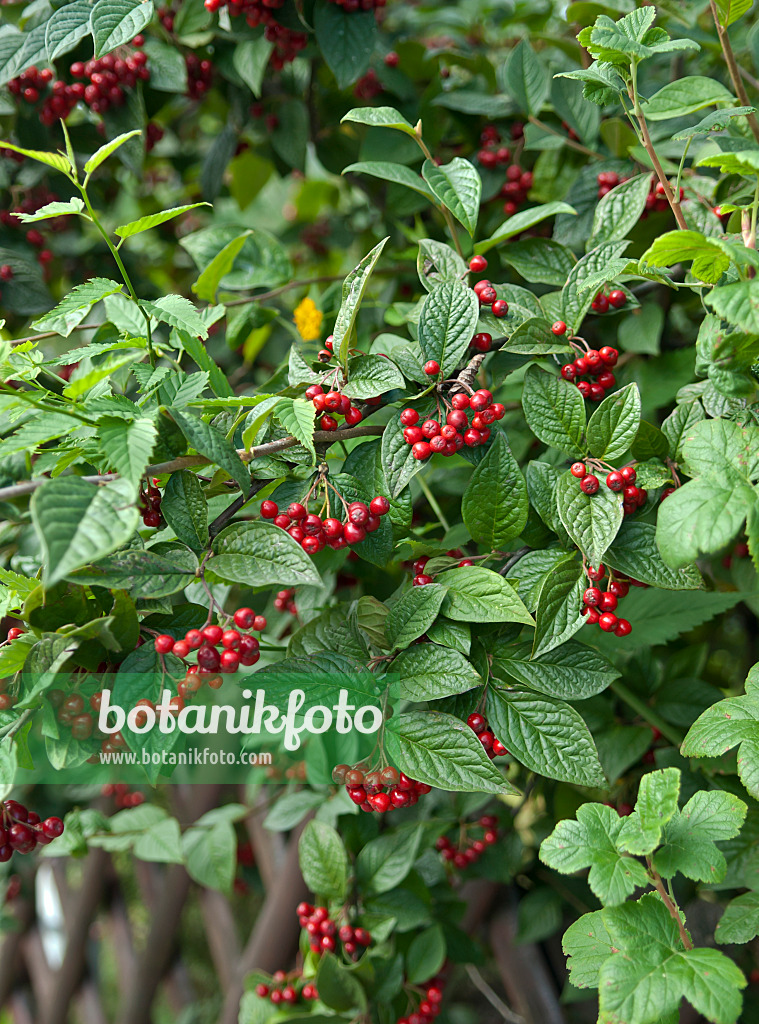 517169 - Cotonéaster (Cotoneaster bullatus)