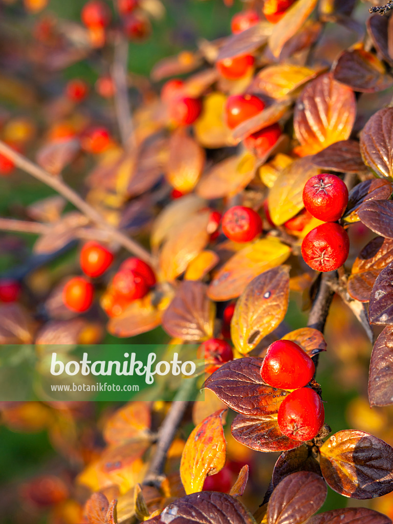 432004 - Cotoneaster (Cotoneaster insculptus)