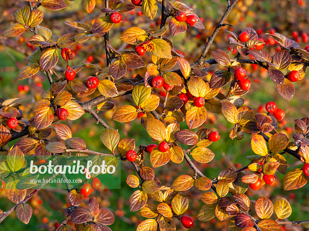 432005 - Cotoneaster (Cotoneaster insculptus)