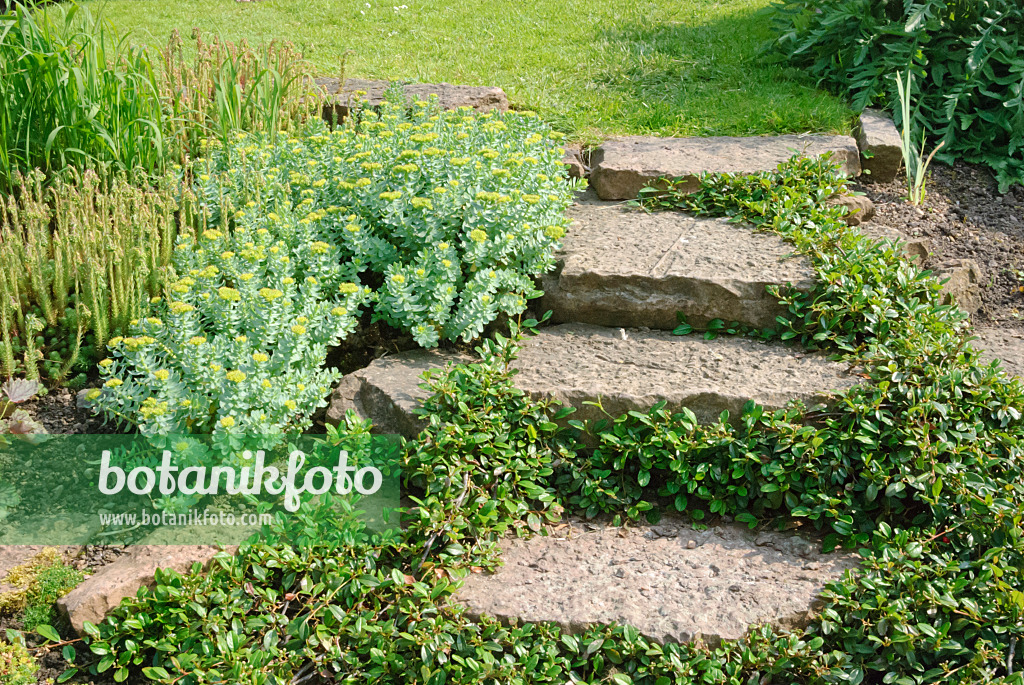 509161 - Cotonéaster (Cotoneaster) et orpin (Sedum) comme bordure pour les marches en pierre naturelle