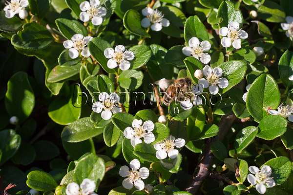 608127 - Cotonéaster de Dammer (Cotoneaster dammeri var. radicans) et abeille (Apis)