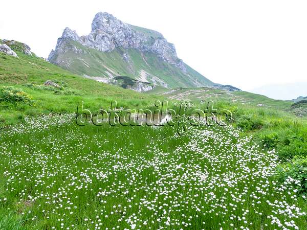 439313 - Cotton grass (Eriophorum) at Mount Sagzahn, Rofangebirge, Austria