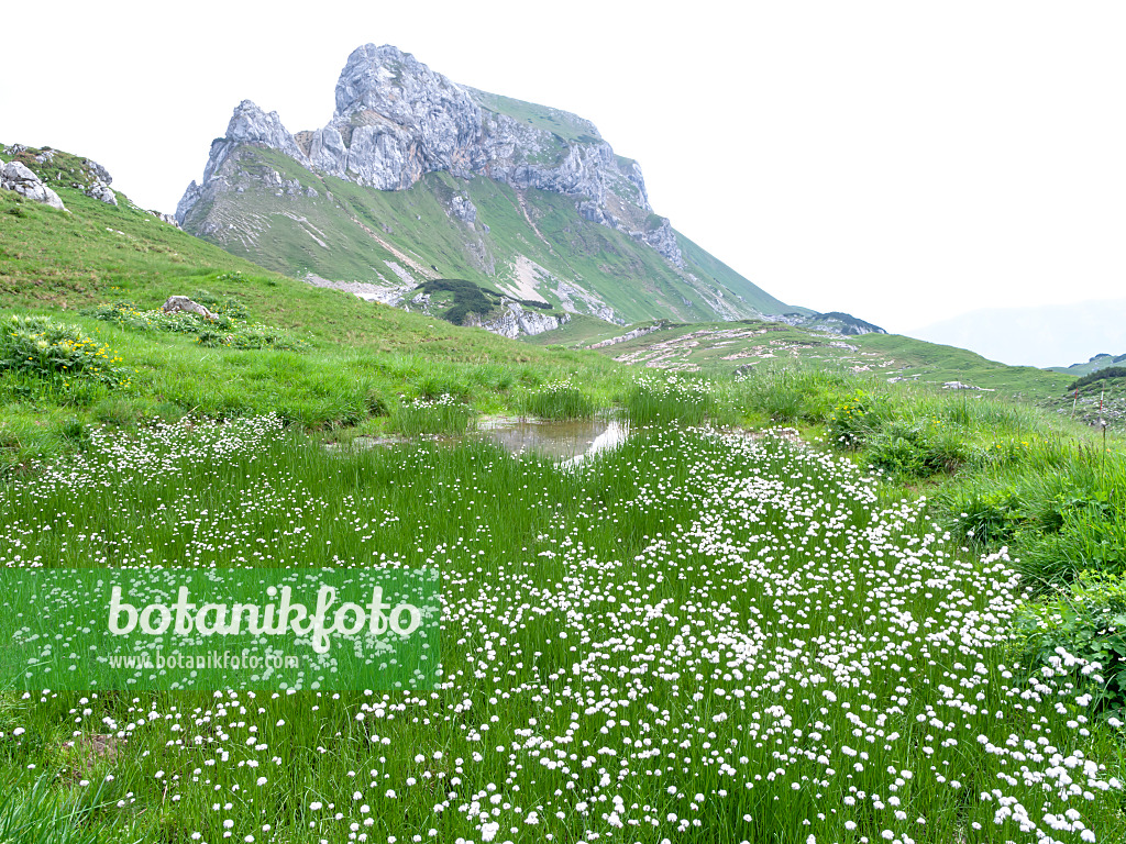 439313 - Cotton grass (Eriophorum) at Mount Sagzahn, Rofangebirge, Austria