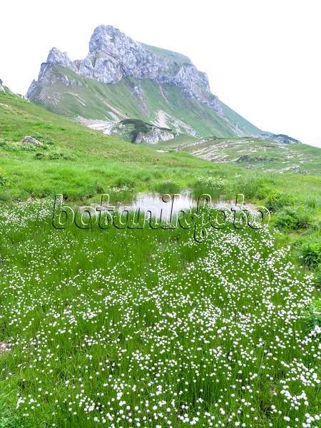 439314 - Cotton grass (Eriophorum) at Mount Sagzahn, Rofangebirge, Austria