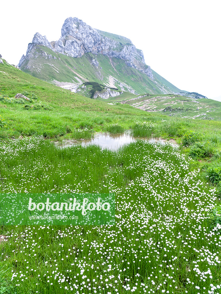 439314 - Cotton grass (Eriophorum) at Mount Sagzahn, Rofangebirge, Austria