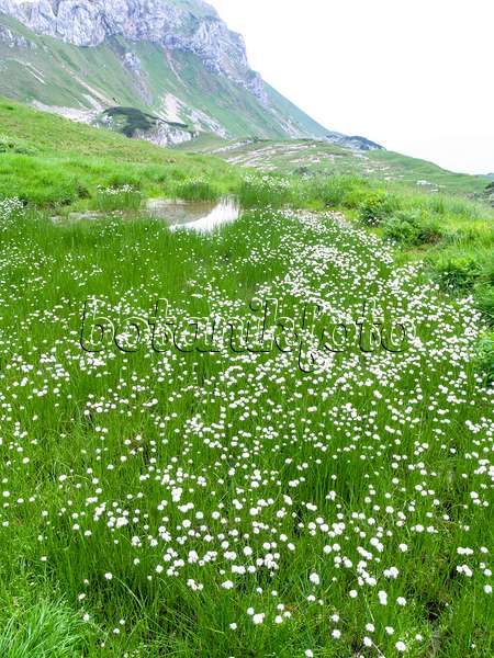 439312 - Cotton grass (Eriophorum), Rofangebirge, Austria