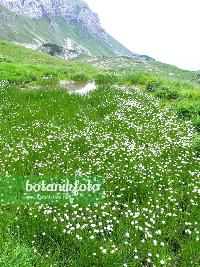 439312 - Cotton grass (Eriophorum), Rofangebirge, Austria