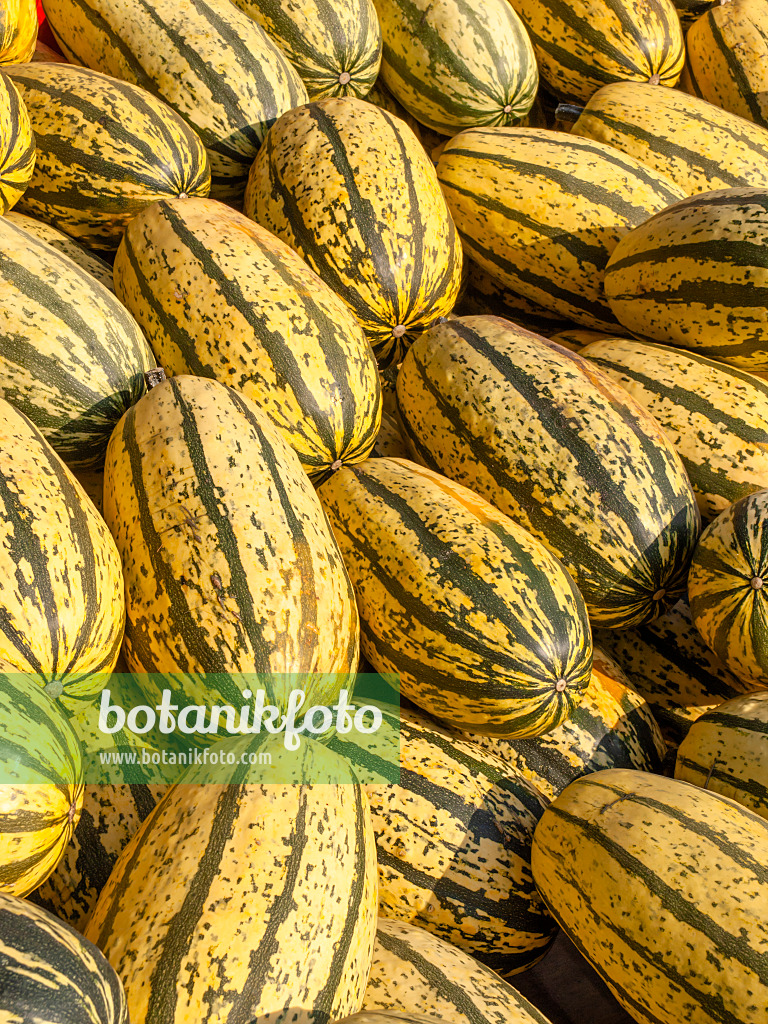 429161 - Courge spaghetti (Cucurbita pepo 'Vegetable Spaghetti')