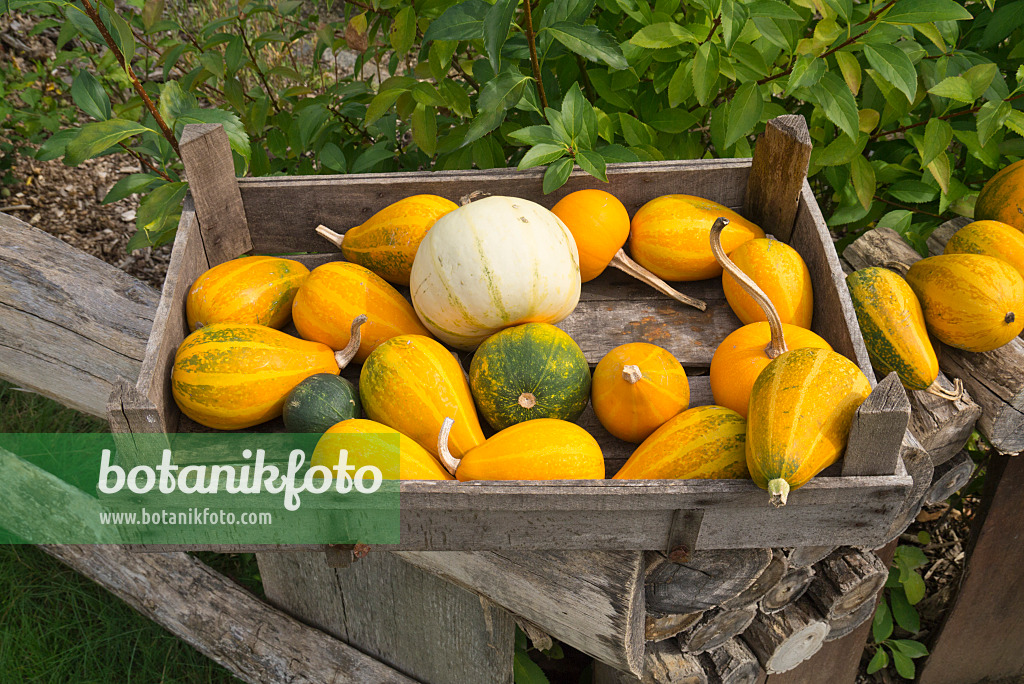 597002 - Courges décoratives (Cucurbita)