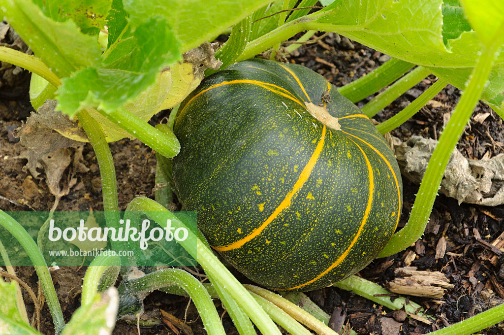 487215 - Courgette (Cucurbita pepo convar. giromontiina 'Eight Ball')