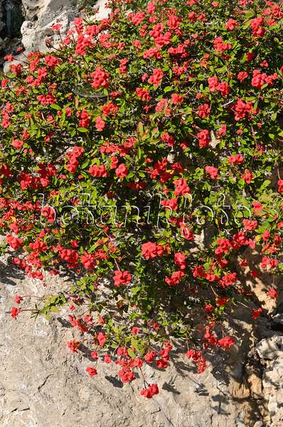 533088 - Couronne d'épines (Euphorbia milii var. splendens)