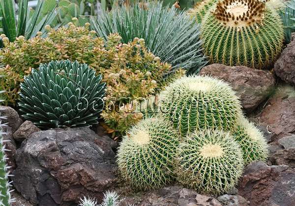 454025 - Coussin de belle-mère (Echinocactus grusonii) dans un jardin de cactus entre des affleurements rocheux