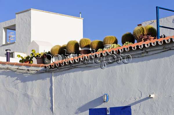 564208 - Coussins de belle-mère (Echinocactus grusonii) sur un toit en terrasse, Puerto de las Nieves, Gran Canaria, Spain