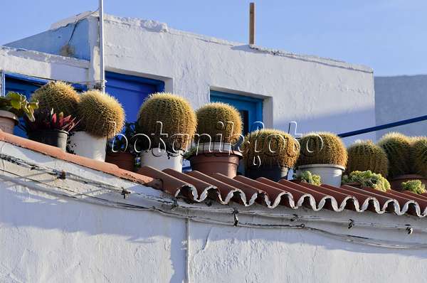 564209 - Coussins de belle-mère (Echinocactus grusonii) sur un toit en terrasse, Puerto de las Nieves, Gran Canaria, Spain