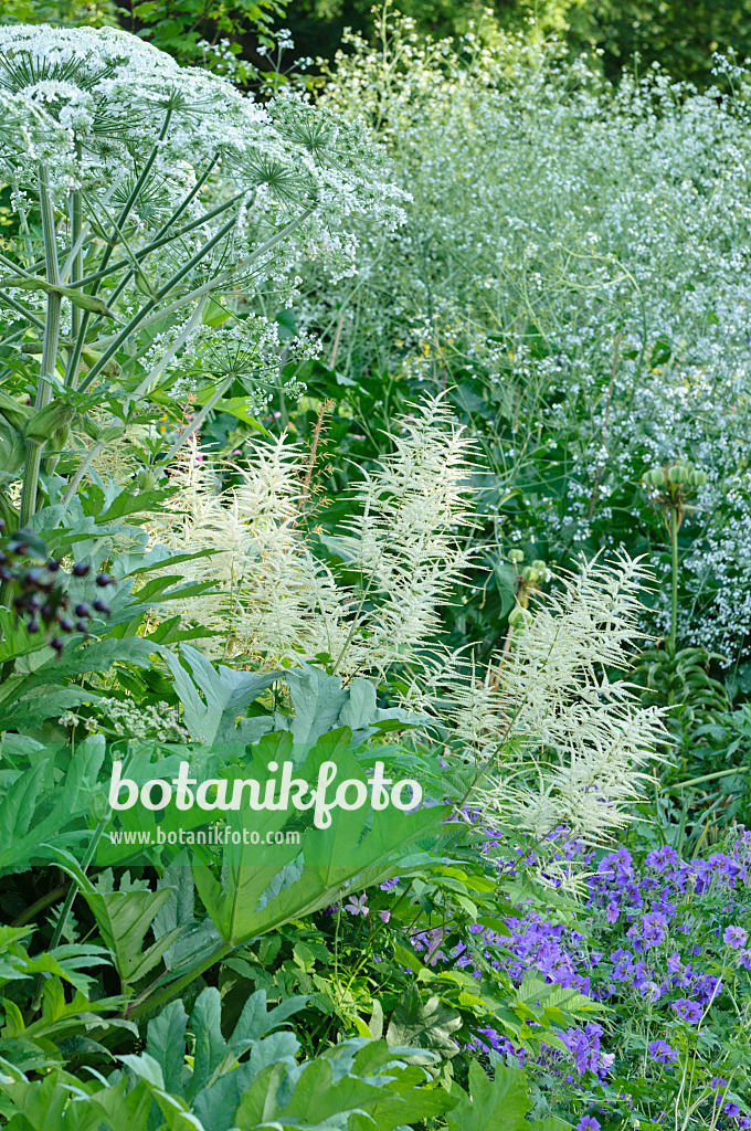 473033 - Cow parsnip (Heracleum lanatum), goat's beard (Aruncus) and greater sea kale (Crambe cordifolia)