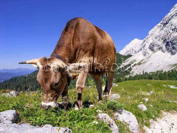 439353 - Cow, Wettersteingebirge Nature Reserve, Germany