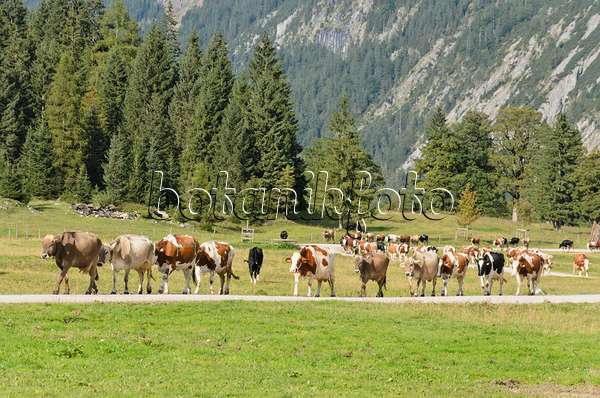 536089 - Cows walking to their stables, Enger Tal, Alpenpark Karwendel, Austria