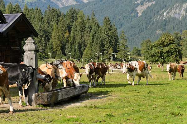 536090 - Cows walking to their stables, Enger Tal, Alpenpark Karwendel, Austria