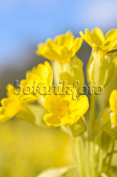 507034 - Cowslip (Primula veris)