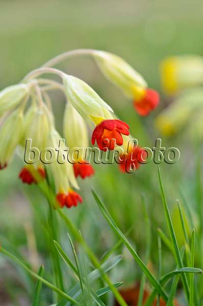507068 - Cowslip (Primula veris)