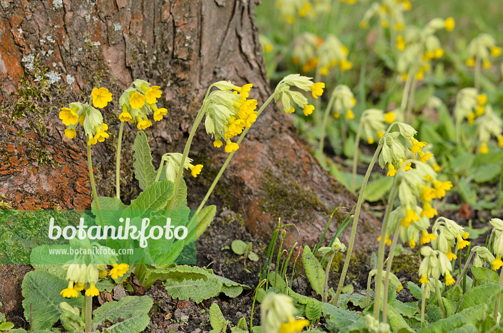 519170 - Cowslip (Primula veris)