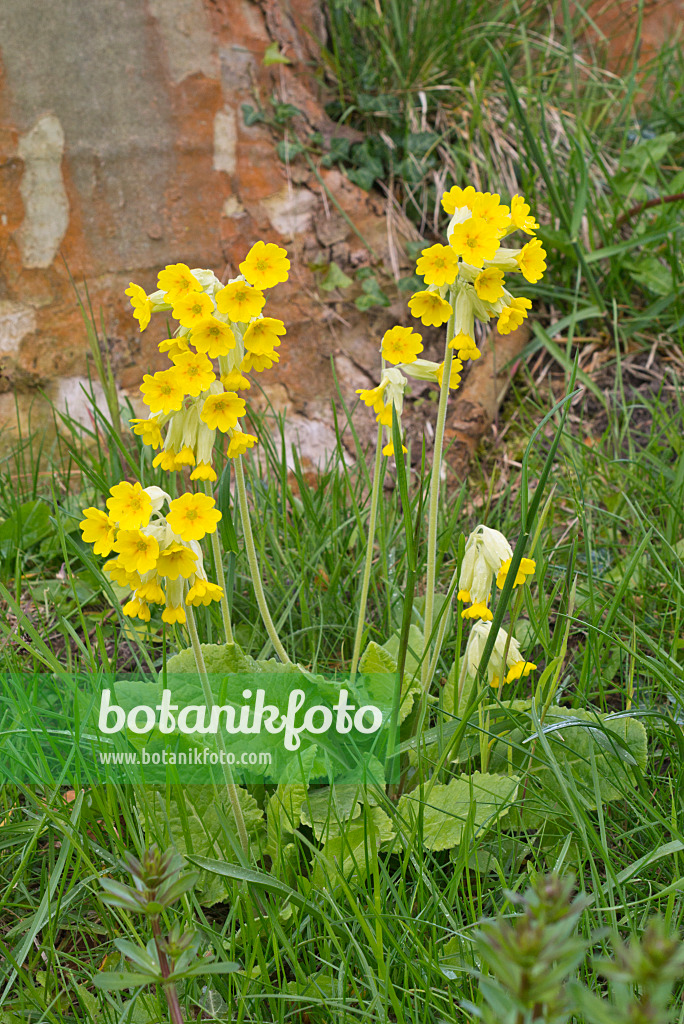 570031 - Cowslip (Primula veris)