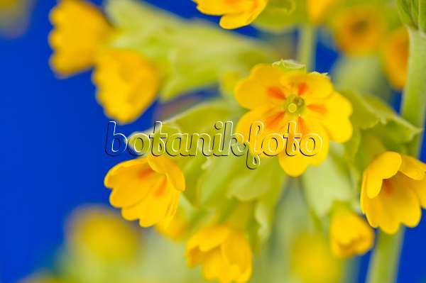 483118 - Cowslip (Primula veris 'Cabrillo')