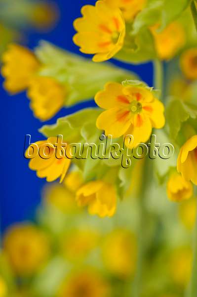 483119 - Cowslip (Primula veris 'Cabrillo')