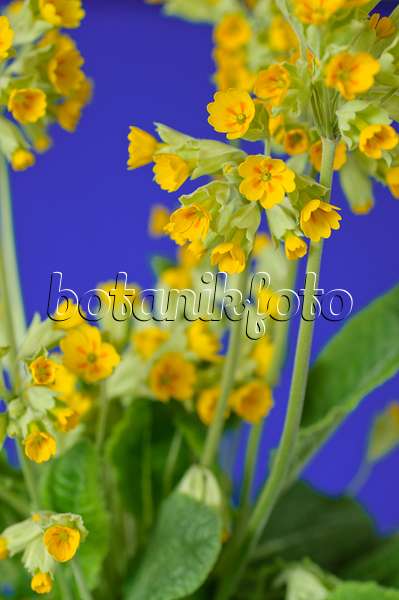 483120 - Cowslip (Primula veris 'Cabrillo')