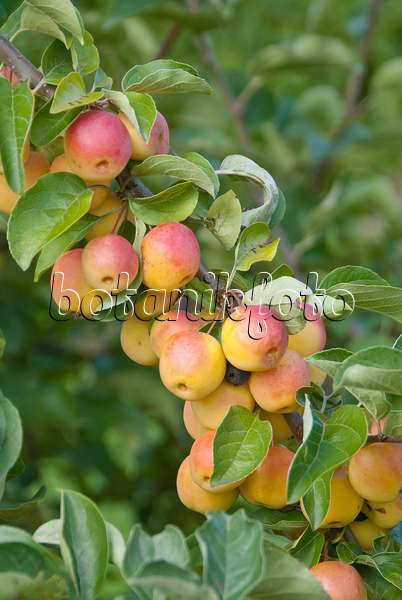 517200 - Crab apple (Malus Butterball)