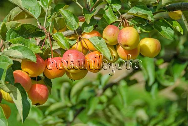 535294 - Crab apple (Malus Butterball)