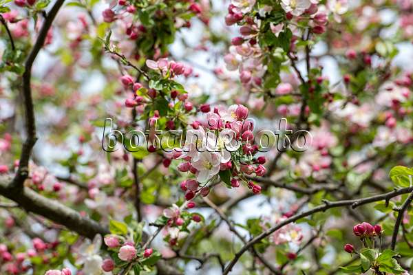 607134 - Crab apple (Malus Butterball)