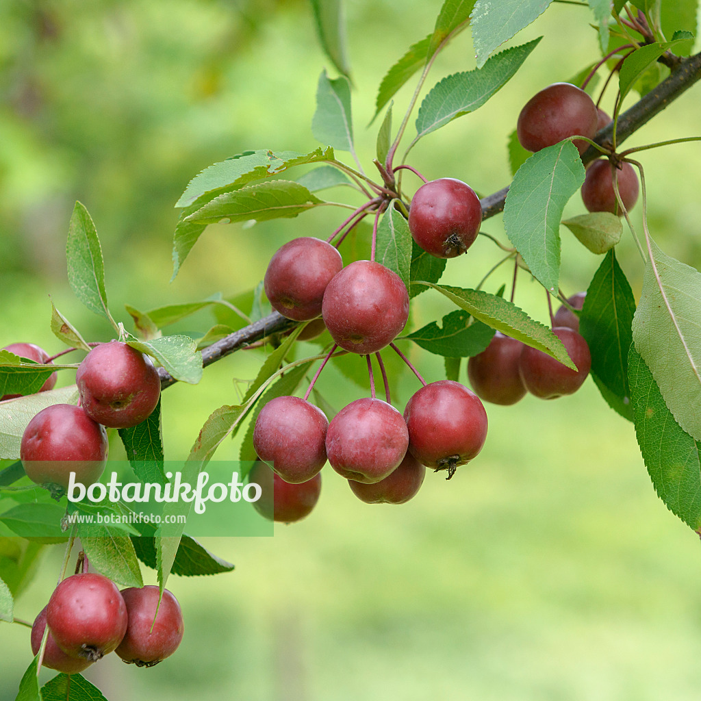 575139 - Crab apple (Malus Hopa)