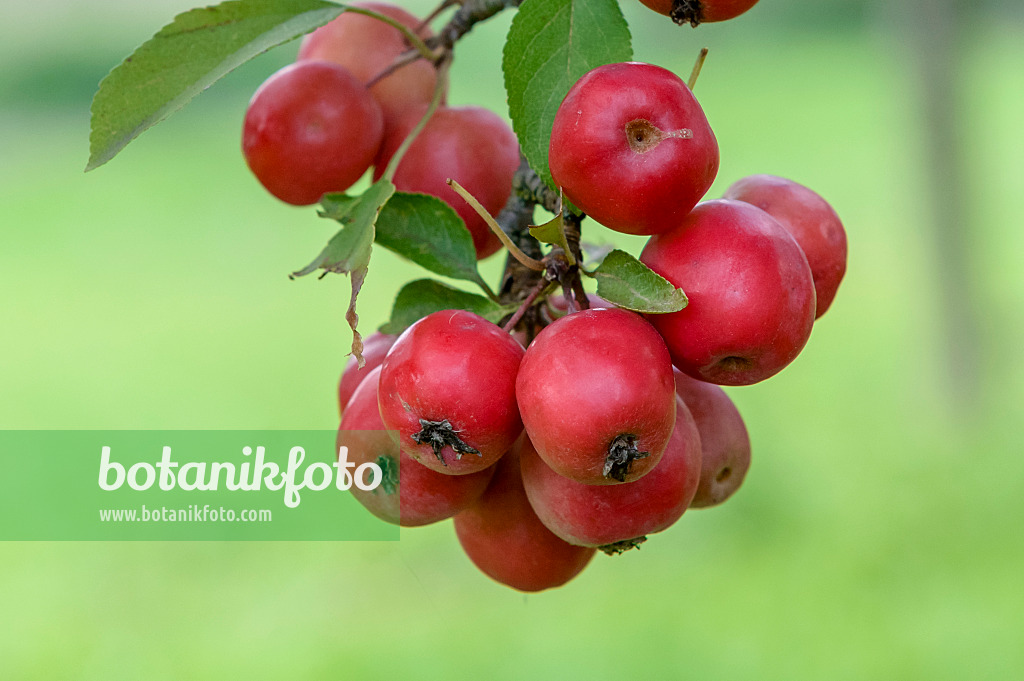 593138 - Crab apple (Malus Hopa)