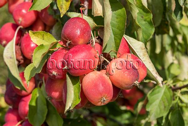 638165 - Crab apple (Malus x purpurea 'Dolgo')