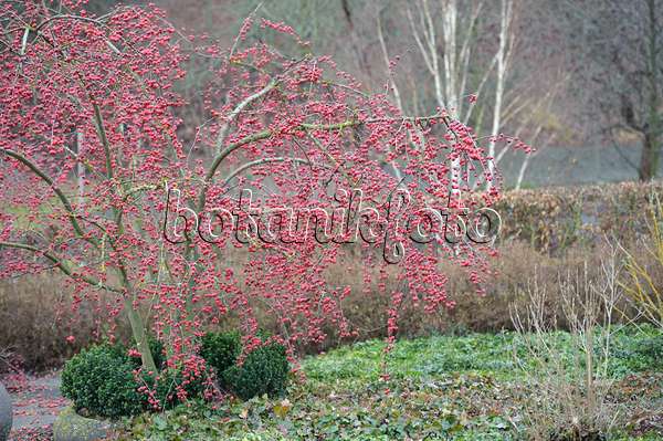 Image Crab apple x robusta 'Red Sentinel') - 526118 - Images of Plants and Gardens - botanikfoto