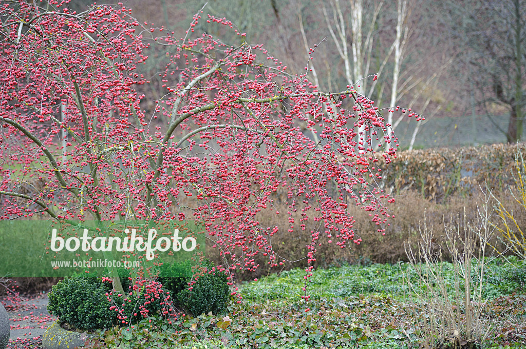 Image Crab apple x robusta 'Red Sentinel') - 526118 - Images of Plants and Gardens - botanikfoto