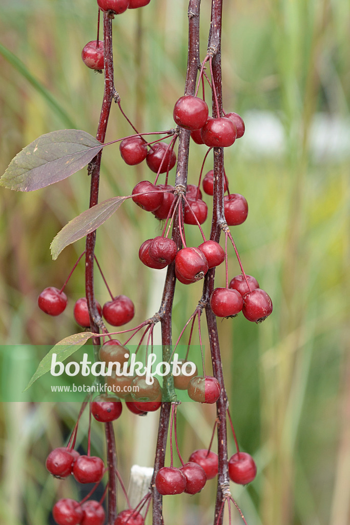 575140 - Crab apple (Malus Royal Beauty)