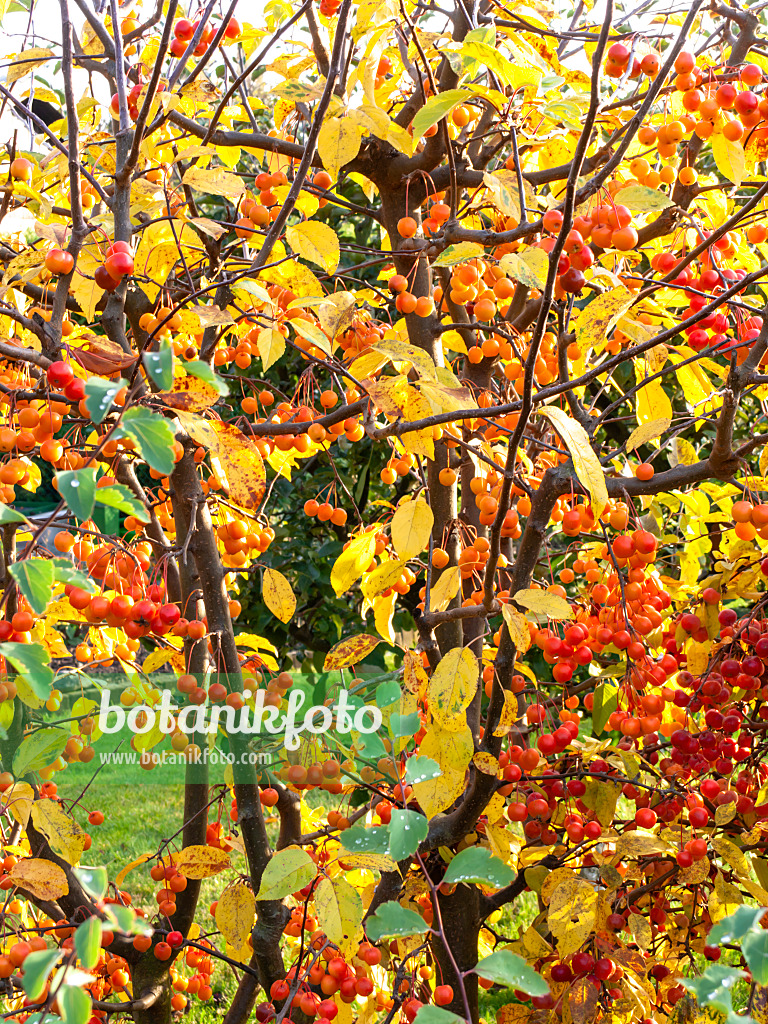 478047 - Crab apples (Malus)