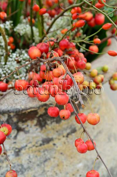 477066 - Crab apples (Malus) in a vase