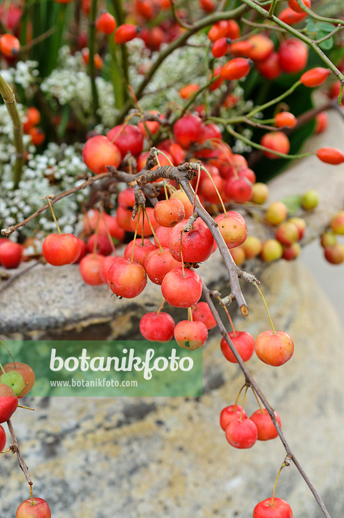 477066 - Crab apples (Malus) in a vase