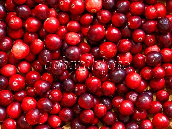 444019 - Cranberry (Vaccinium macrocarpon)