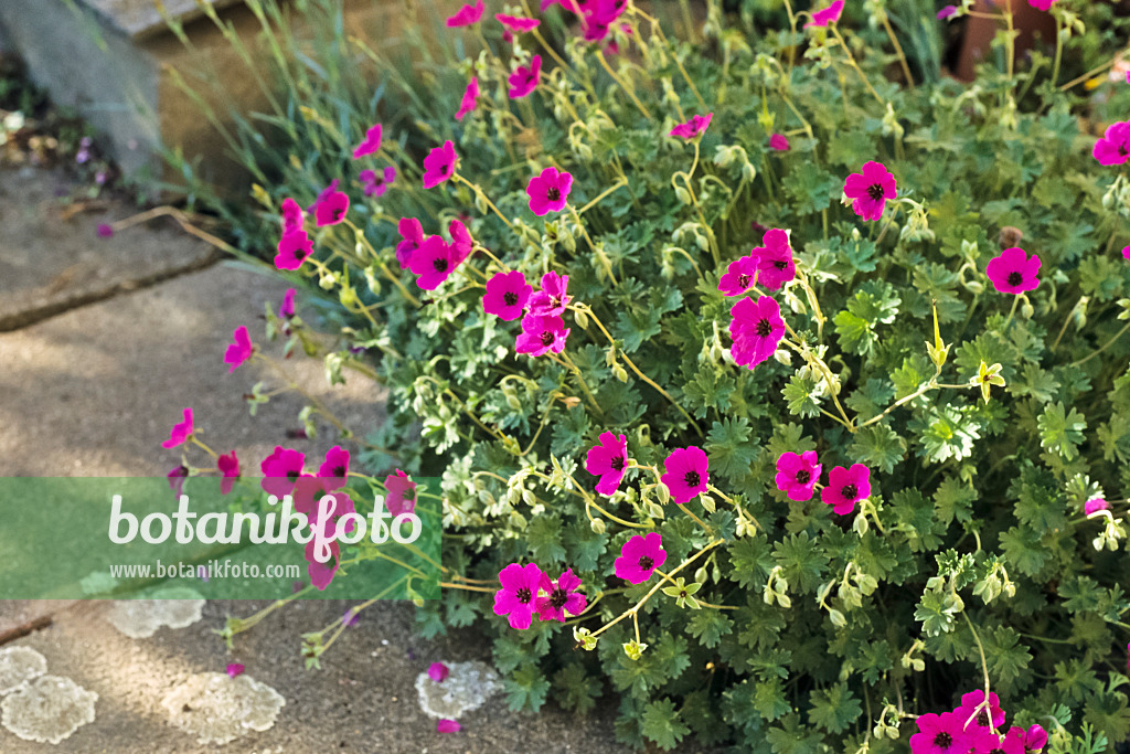 390072 - Cranesbill (Geranium)