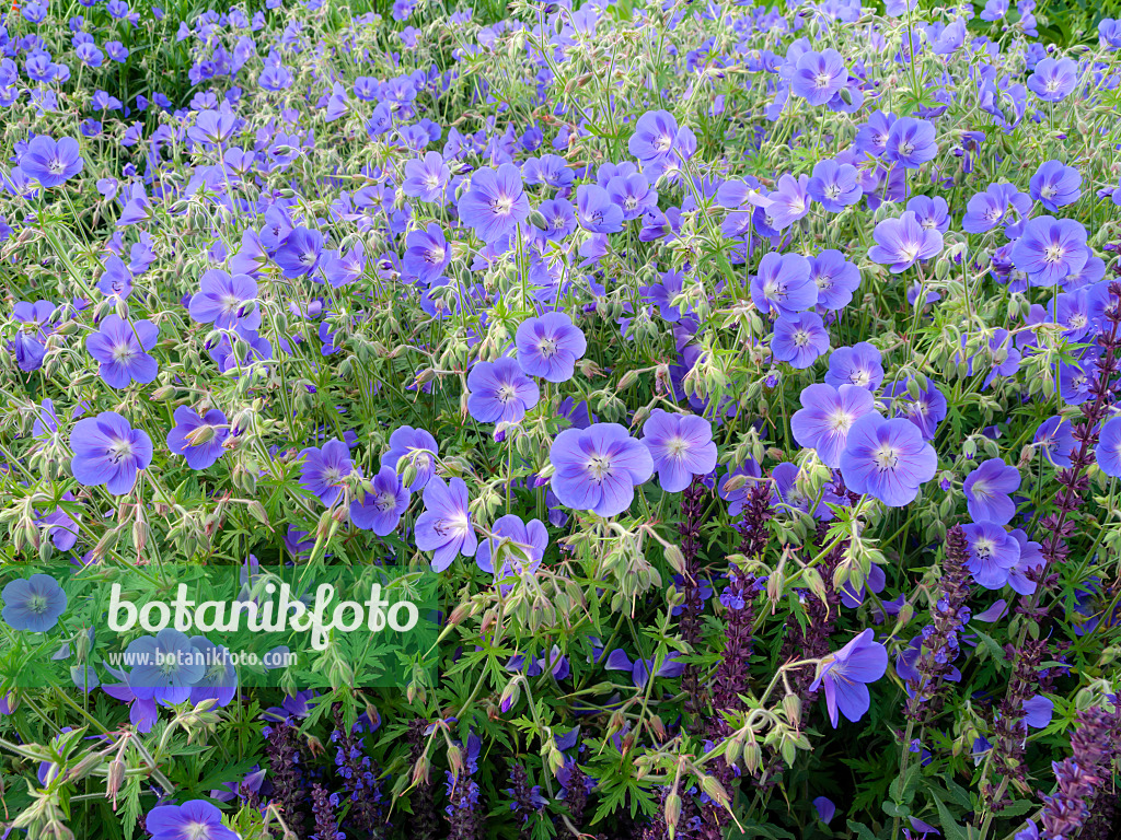 449003 - Cranesbill (Geranium)