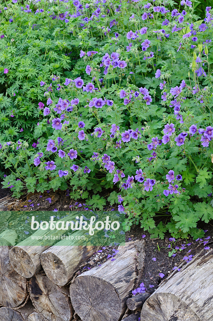 472319 - Cranesbill (Geranium)