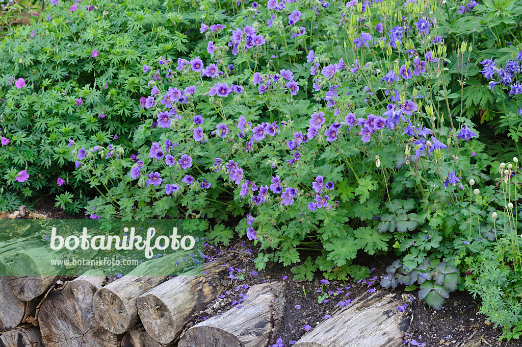 472320 - Cranesbill (Geranium)