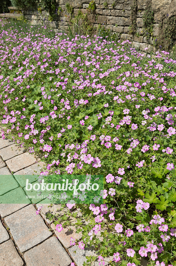 511307 - Cranesbill (Geranium)